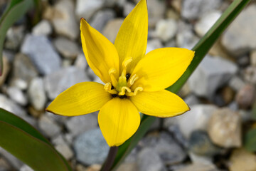 Kleine Stern,  Zwerg-Tulpe,  Tulipa dasystemon, Frühling, Frühlingsblumen