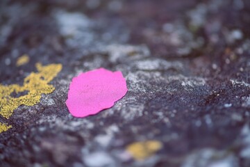 Fototapeta premium A single pink leaf rests on a rocky surface