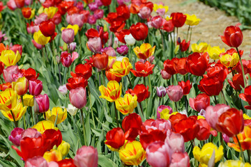 Fototapeta premium Tulpen, Tulipa spp. Tulpenmischung, Frühling, Frühlingsblumen