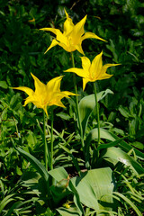 Tulpen, Tulipa spp.,  Lilienblütige Tulpen, Frühling, Frühlingsblumen © Peter Oetelshofen
