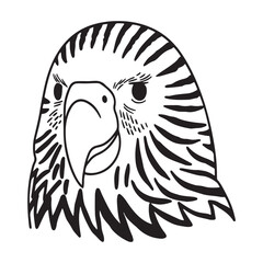 Kakapo - Rare Nocturnal Parrot of New Zealand