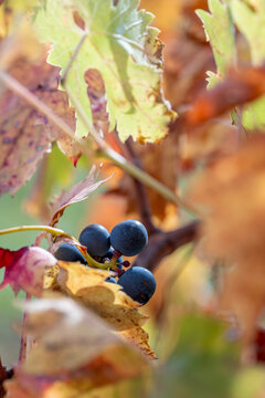A visually stimulating close-up of dark grapes nestled among vivid autumn leaves, embodying the transition of nature and the beauty of changing seasons in vineyard in La Rioja Spain