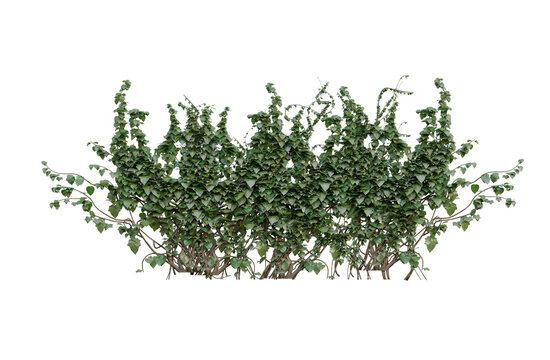 grass border, green ivy plant on a wall transparent background - Powered by Adobe
