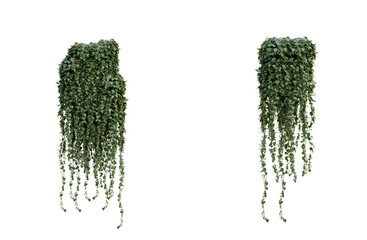 green ivy plant set on a wall transparent background, green plants hanging from a tree on a png...