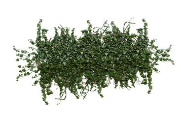 ivy plant on a wall transparent background, green plants hanging from a tree on a png background.