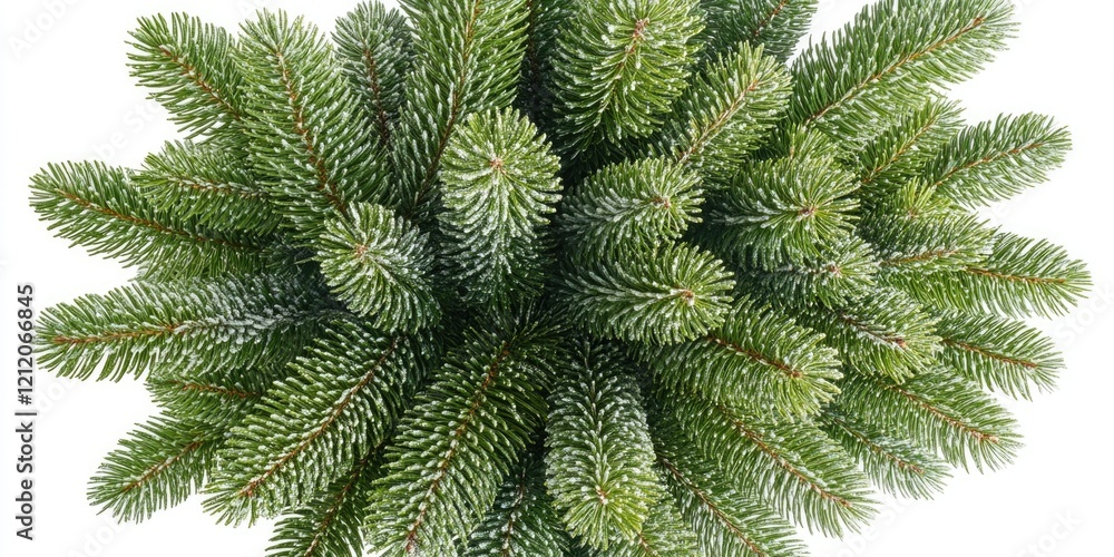 Aufkleber A detailed view of a pine tree trunk and branches on a white background