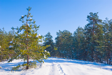 winter fir tree forest covered by a snow at the bright day