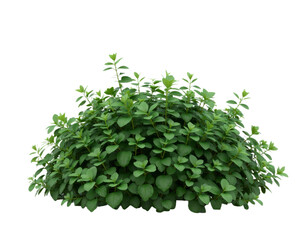 Obraz premium Green leafy bush plant with transparent background
