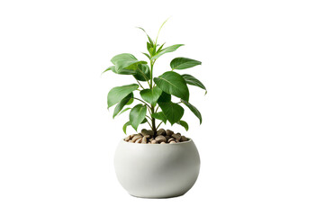 Green leafy plant in a white round pot with rocks, transparent background