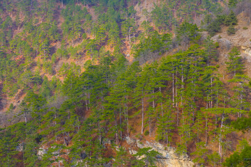 fir tree forest growth on mount slope
