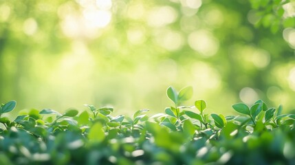 Obraz premium Lush Green Spring Leaves in Sunlight - Nature Background