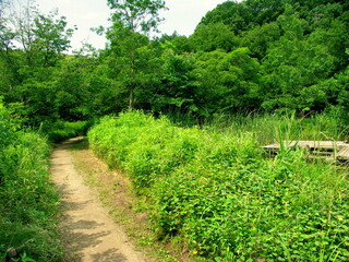 初夏の草いきれの小道と林風景  (21世紀の森と広場)