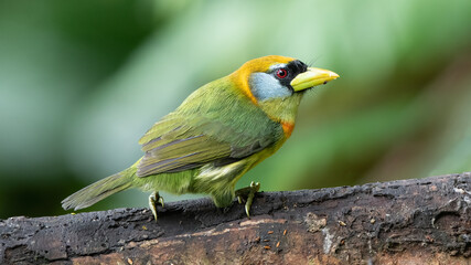 Red-headed Barbet (Eubucco bourcierii) on tree branch