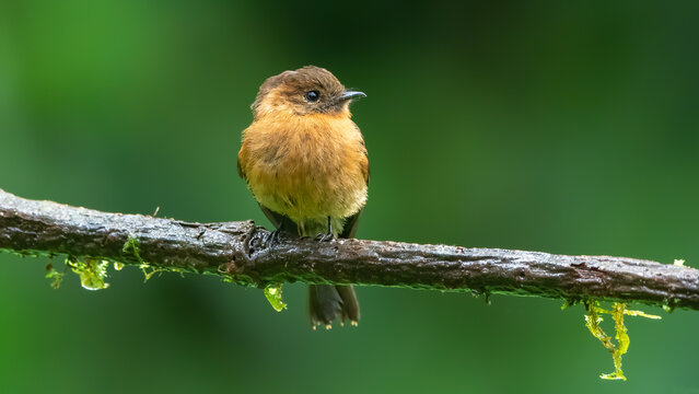 The Cinnamon flycatcher is a species of bird in the family Tyrannidae. It is the only member of the genus Pyrrhomyias.