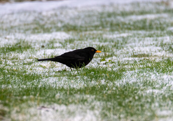 blackbird on the grass