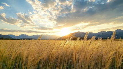 field of tall grass swaying in breeze at sunset, creating serene atmosphere