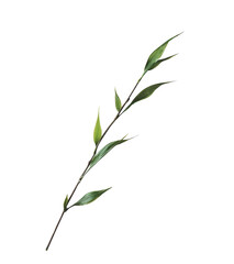 Isolated Single Green Branch
