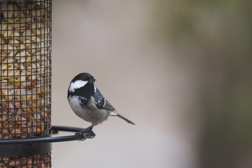 Fototapeta premium Coal tit sitting on a bird feeder