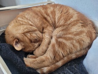 chat en boule © Laurie