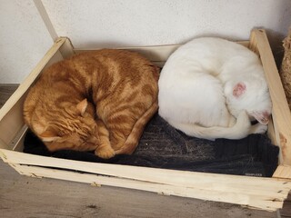 2 chats © Laurie
