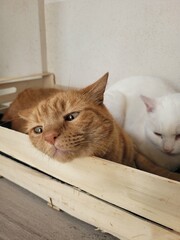 2 chats © Laurie