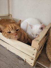 chats qui dorment © Laurie
