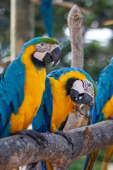 group of parrots sitting in a row, one cleaning its beak