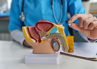 Urologist doctor holding a pill and a model of the male reproductive system concept