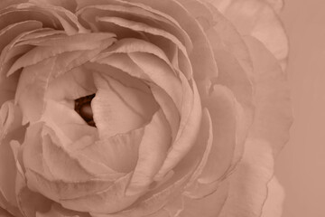 Beautiful ranunculus, toned in mocha mousse shade. Color of 2025 year