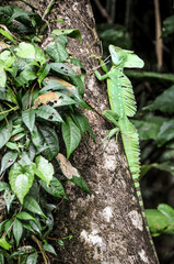 plumed basilisk (Basiliscus plumifrons) climbing up a tree