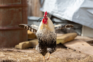 Birds on a farm. A white rooster with a speckled tail close-up. He is angry and flaps his wings. © Светлана Лазаренко