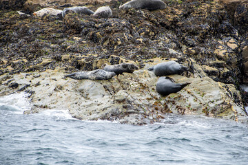 An Atlantic Grey Seal colony lounging on the rocks of  Seal Island, off the Cornish coast near St Ives © Septemberlegs