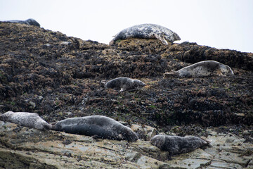 An Atlantic Grey Seal colony lounging on the rocks of  Seal Island, off the Cornish coast near St Ives © Septemberlegs