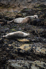 An Atlantic Grey Seal colony lounging on the rocks of  Seal Island, off the Cornish coast near St Ives © Septemberlegs