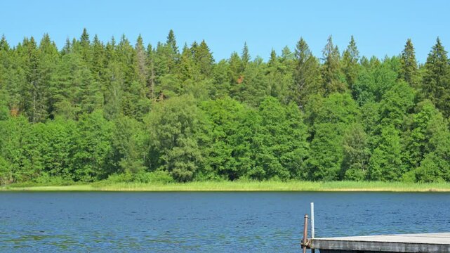 Green forest by a blue lake in summer