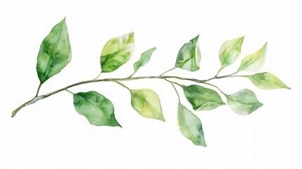 Naklejka premium Green Watercolor Branch with Lush Leaves for Printing Sublimation