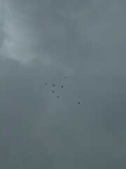 flock of birds. birds in flight