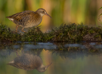 Water Rail - juvenile bird at a wetland
