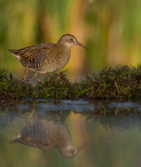 Water Rail - juvenile bird at a wetland