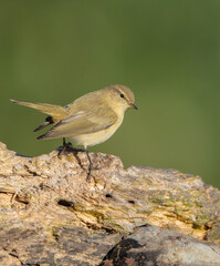 Common chiffchaff -  in autumn at a wet forest 