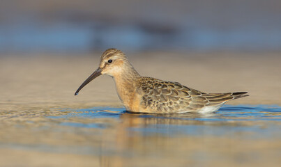 The curlew sandpiper - young bird at a seashore on the autumn migration way