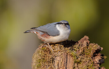 Eurasian nuthatch - in autumn at a wet forest