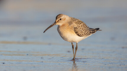 The curlew sandpiper - young bird at a seashore on the autumn migration way