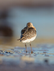 The curlew sandpiper - young bird at a seashore on the autumn migration way