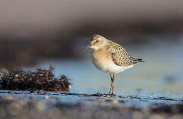 The curlew sandpiper - young bird at a seashore on the autumn migration way