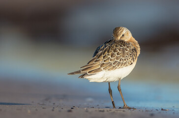 The curlew sandpiper - young bird at a seashore on the autumn migration way