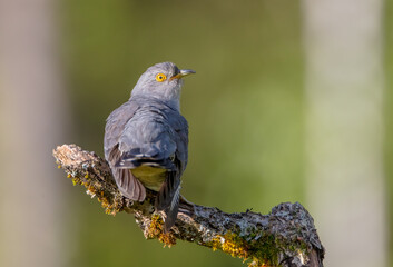 Common cuckoo - in spring at a wet forest