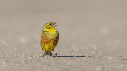 Yellowhammer  - male in summer