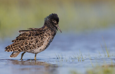 Ruff - male bird at a wetland on the mating season in spring