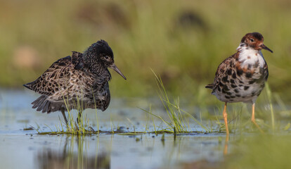 Ruff - male bird at a wetland on the mating season in spring